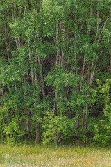 Beginning of the forest. Background