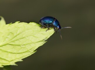 blue Colorado mint beetle in the garden