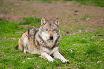 Naklejka na ściany i meble Der Wolf (Canis Lupus) ist derzeit das größte Raubtier aus der Familie der Hunde (Canidae)