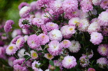 Pink chrysanthemum plant on green. Chrysanthemums annuals flowers branch