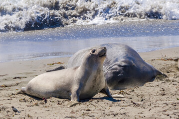 Northern Elephant Seal (Mirounga angustirostris) at hauling-out, Piedras Blancas, California, USA