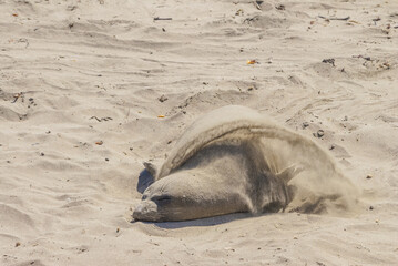 Northern Elephant Seal (Mirounga angustirostris) at hauling-out, Piedras Blancas, California, USA