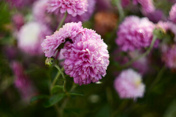 Pink chrysanthemum plant on green. Chrysanthemums annuals flowers branch