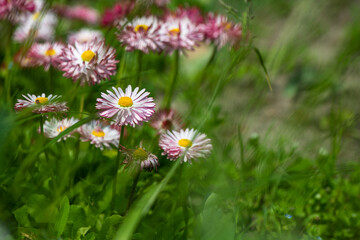 Nice summer field flowers at sunny day nature close up photography