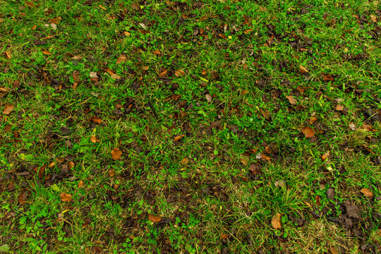 Grass Dirt Texture Images – Browse 65,937 Stock Photos, Vectors, and ...