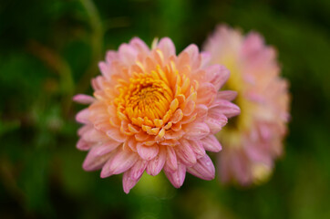 Pink chrysanthemum plant on green. Chrysanthemums annuals flowers branch