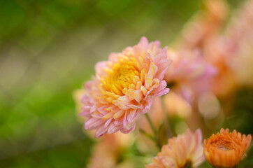 Pink chrysanthemum plant on green. Chrysanthemums annuals flowers branch