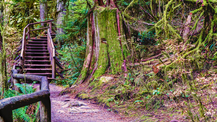 Profusion of moss, lichen and ferns creates lush rainfoest trail in North Vancouver, BC
