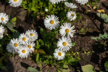 Nice summer field flowers at sunny day nature close up photography
