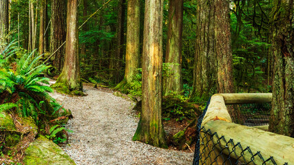 Capilano Pacific forest trail, North Vancouver , BC
