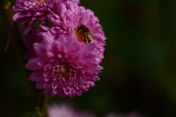 Pink chrysanthemum plant on green. Chrysanthemums annuals flowers branch