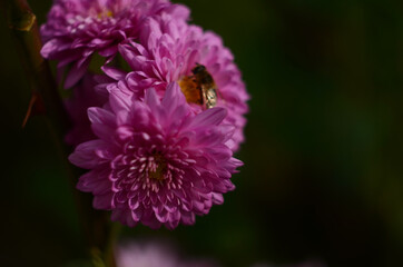Pink chrysanthemum plant on green. Chrysanthemums annuals flowers branch