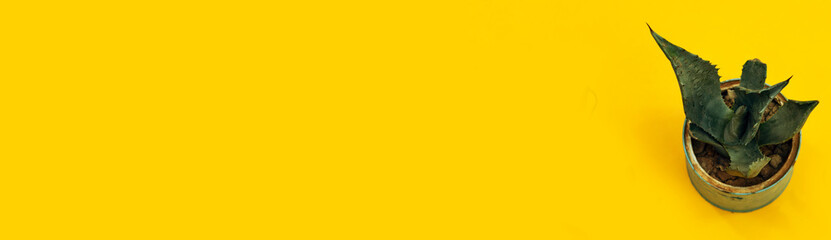 Small plant in pot succulents or cactus isolated on yellow background 