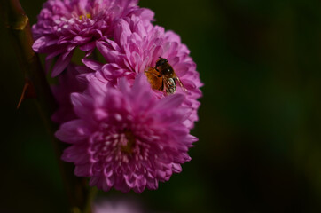 Pink chrysanthemum plant on green. Chrysanthemums annuals flowers branch