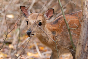 close fawn observing the area for enemys in autumn