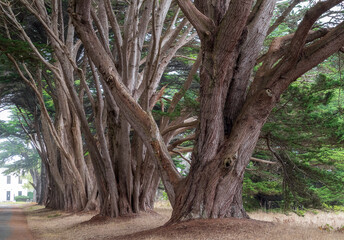 Cypress Tree Tunnel. Point Reyes National Seashore, Marin County, California, on a foggy afternoon
