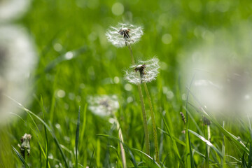 Nice faded dandelion in green grass sunny summer day