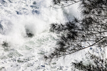 Waves and Tree seen from above