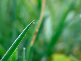 A close-up of a drop of dew on a blade of fresh green grass on an autumn morning.