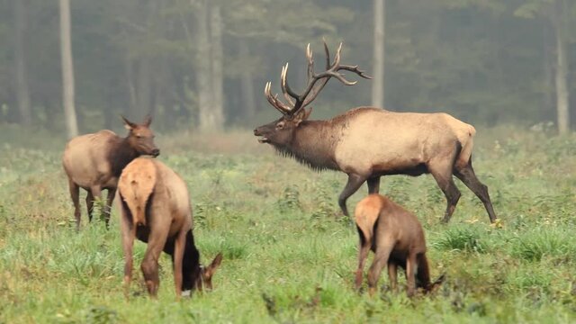 Bull Elk Video Clip in 4k