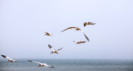 A flock of flying seagulls against a pale blue sky on Drakes Beach, Point Reyes National Seashore, Marin County, California