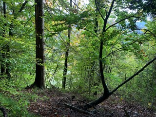 trees in the forest