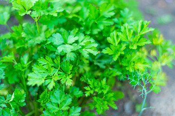 Bunch of parsley grows on the garden bed. Soft focus Harvesting concept