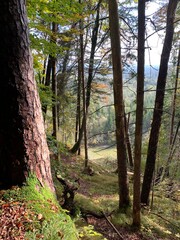 Fototapeta premium path in the woods
