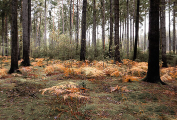 Colorful fern in the mystical forest in autumn.Vintage look. 