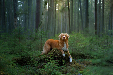 dog in forest. red Nova Scotia Duck Tolling Retriever in nature, sunlight