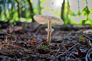 Pilze im Wald