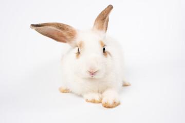 Young little rabbit with fresh carrot isolated on white background.