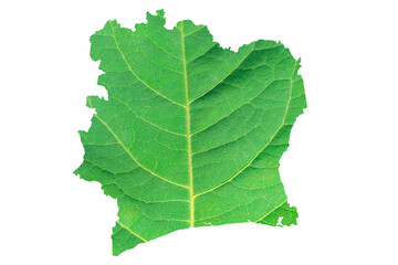 Map of Ivory Coast in green leaf texture on a white isolated background. Ecology, climate concept in Cote dIvoire