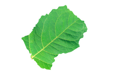 Map of Lesotho in green leaf texture on a white isolated background. Ecology, climate concept
