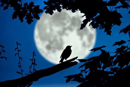Vogel im Mondlicht