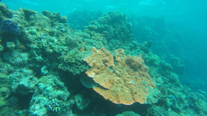 Naklejka na ściany i meble coral reef and diver
