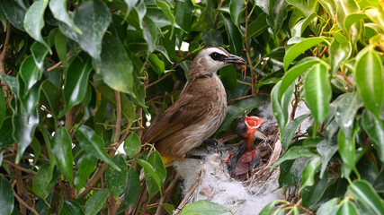 Mother bird feeding bapy birds in a nest of yellow-vented bulbul (Pycnonotus goiavier)