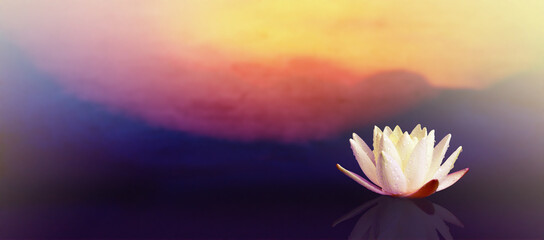 White lotus flower with sunrise background.