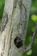 woodpecker on tree