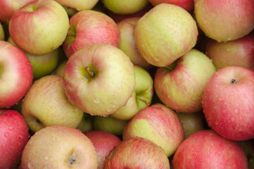Group of ripe red and green apples with water droplets