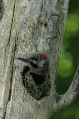 woodpecker on tree