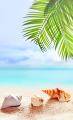 Obraz na płótnie Canvas Summer beach with seashell on sand and tropical palm leaf.