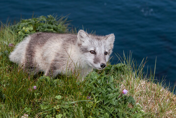 Puppy of Arctic Fox (Alopex lagopus) at St. George Island, Pribilof Islands, Alaska, USA