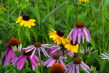 flowers in the garden