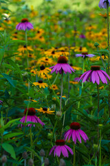 flowers in the garden