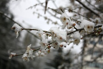 snow on flowers