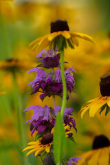 Bee balm