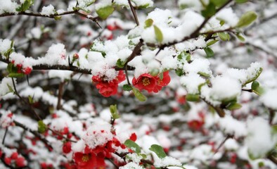 snow on flowers