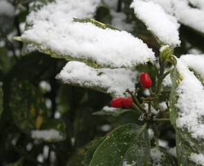 snow on flowers