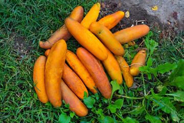 Cucumbers that ripen and turn yellow.